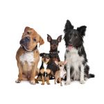 Výcvikové pomôcky Výcvikové pomôcky