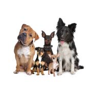 Výcvikové pomôcky