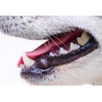 Dentálne maškrty