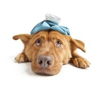 zdravotné problémy / alergie / špeciálne požiadavky