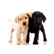 granule pre šteniatka