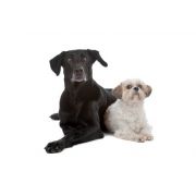 granule pre dospelých psov