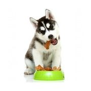 šteniatka veľkých plemien