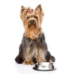 dospelý pes malých plemien dospelý pes malých plemien