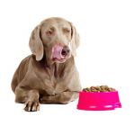 dospelý pes veľkých plemien dospelý pes veľkých plemien