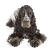 granule pre starších psov