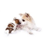 Gravídne a kojace sučky