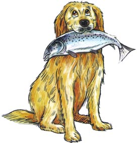 fish4dogs