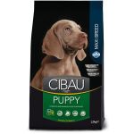 CIBAU dog puppy large breed