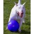 Boomer Ball