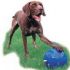 Boomer Ball